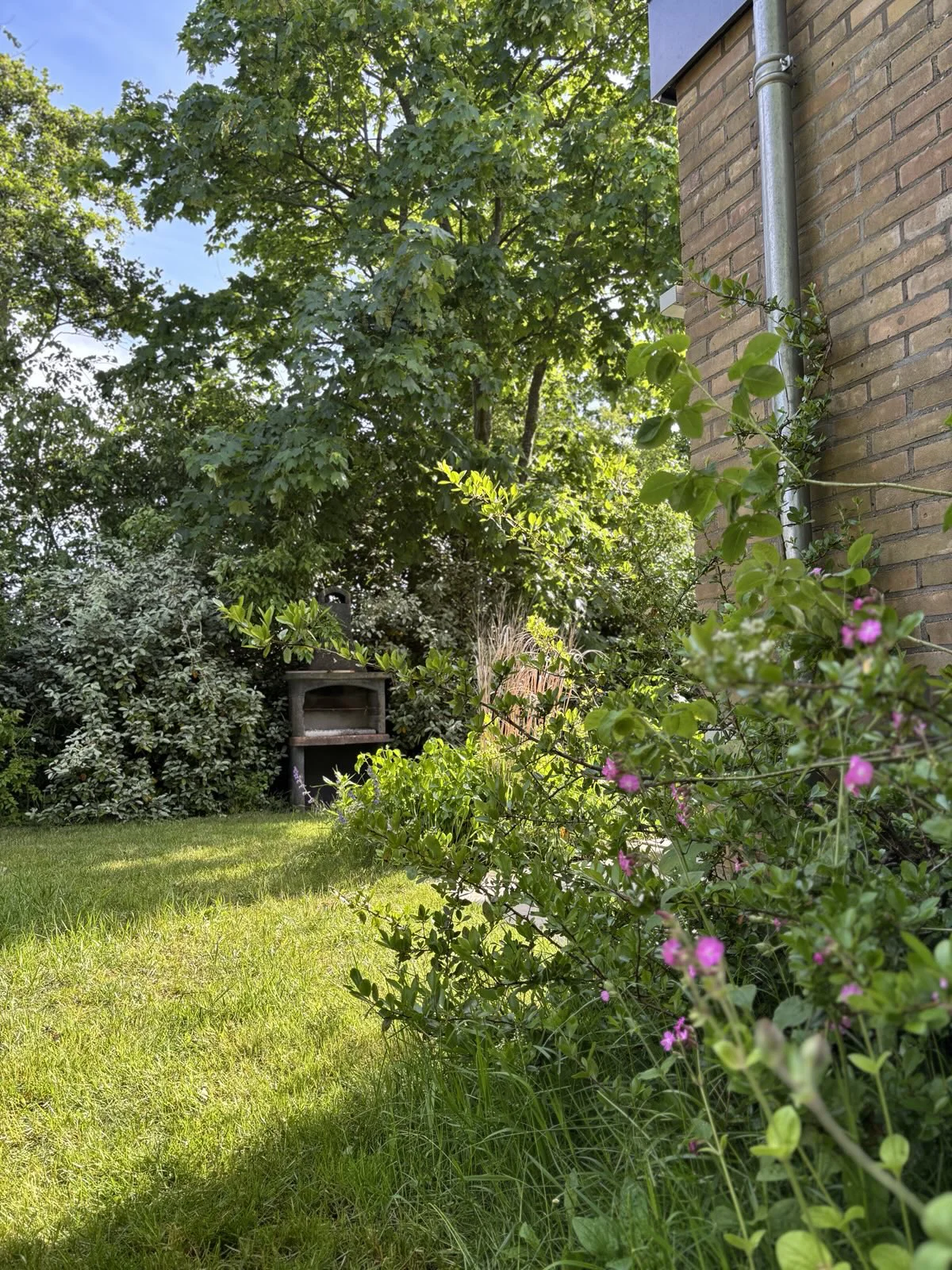 Inheemse bloemen en struiken in de tuin